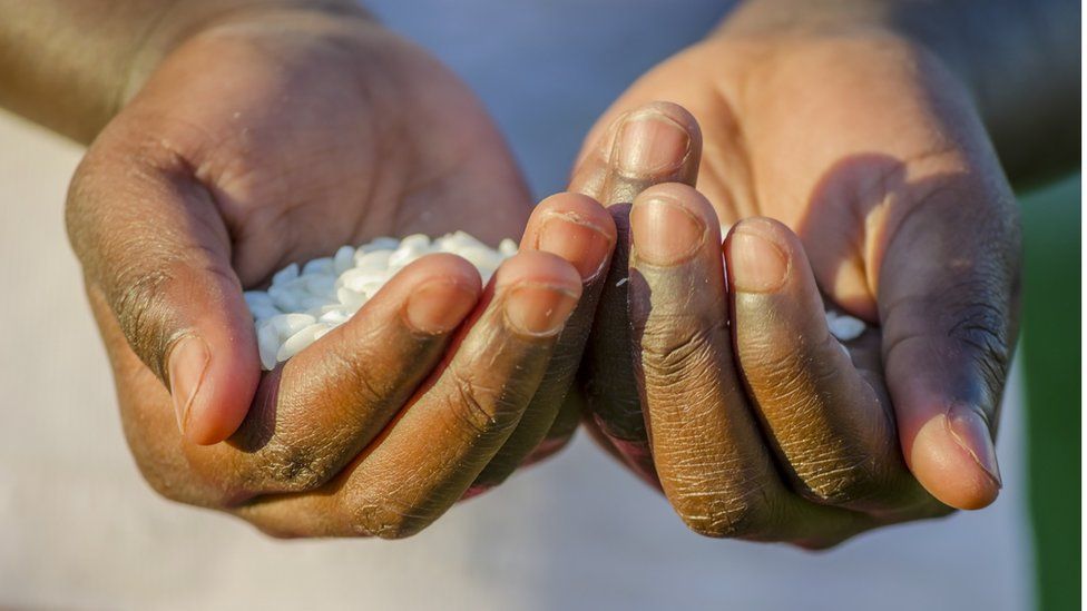 Hands holding rice