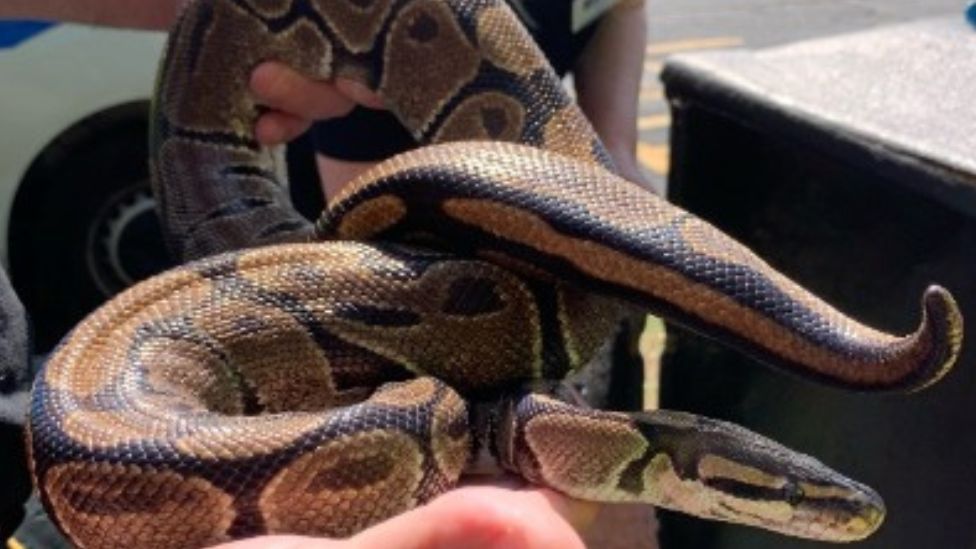 Image of a person holding a python