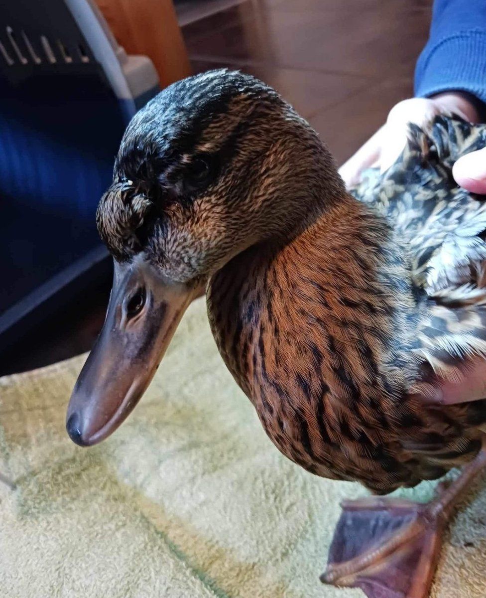 A duck with a beak injury