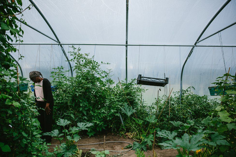 A participant works inside the allotment polytunnel