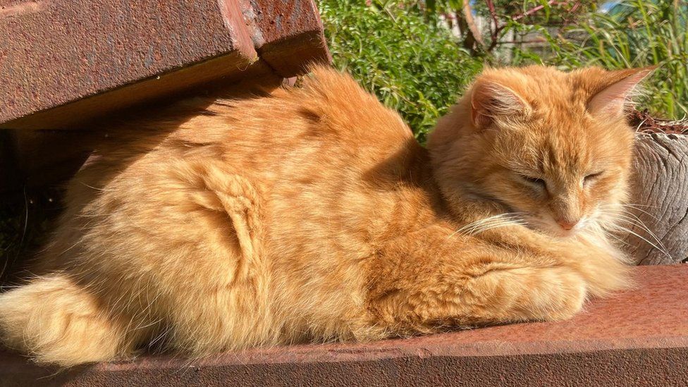 Juniper, an 8-year-old ginger cat belonging to Hugh Fathers
