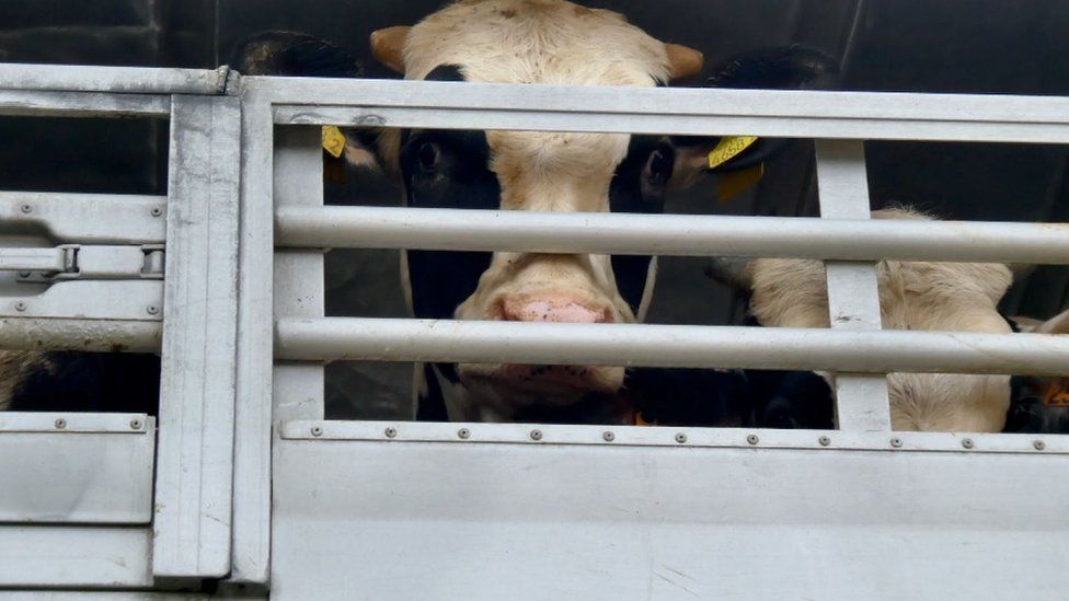 A UK bullock on a truck arriving in the port of Cartagena, it would later be loaded onto a vessel destined for Libya