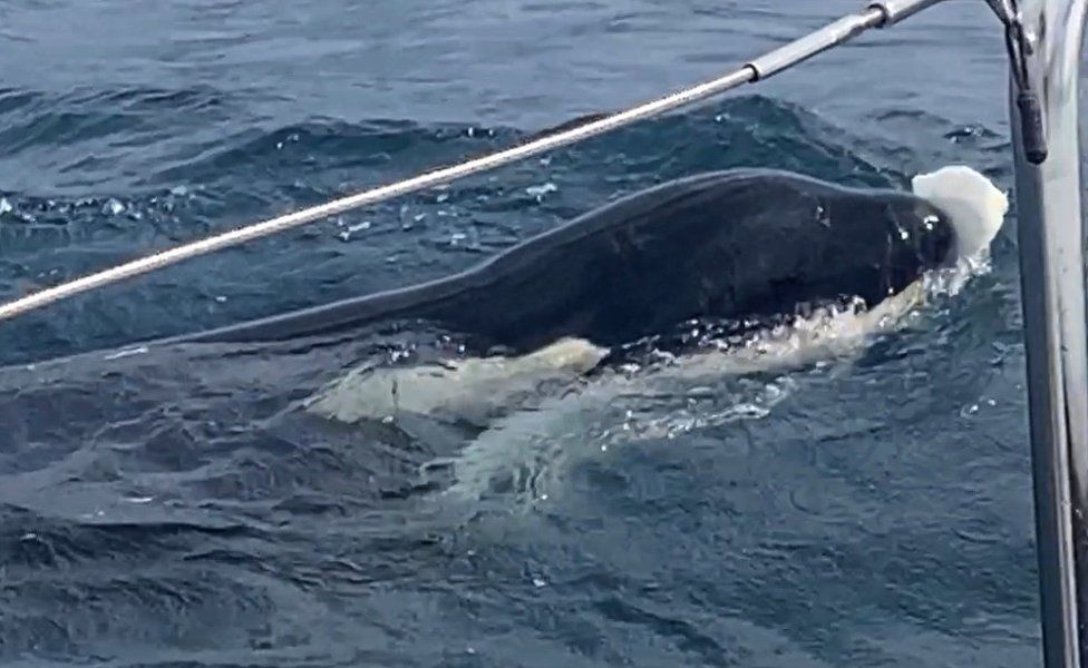 An orca plays with a floating piece of debris after breaking a sailing vessel's rudder