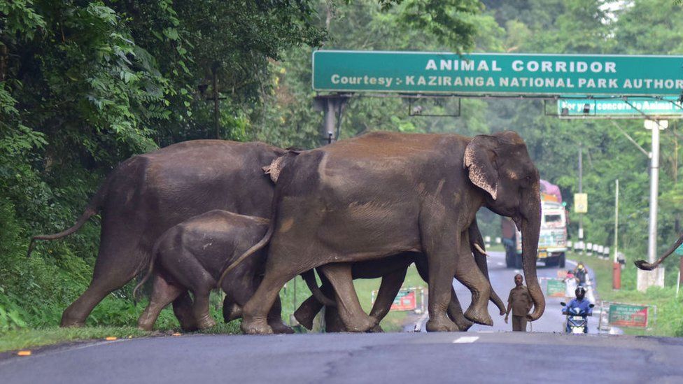 A herd of wild elephant cross a National Highway at the flood affected Kaziranga National Park in India's northeast state of Assam