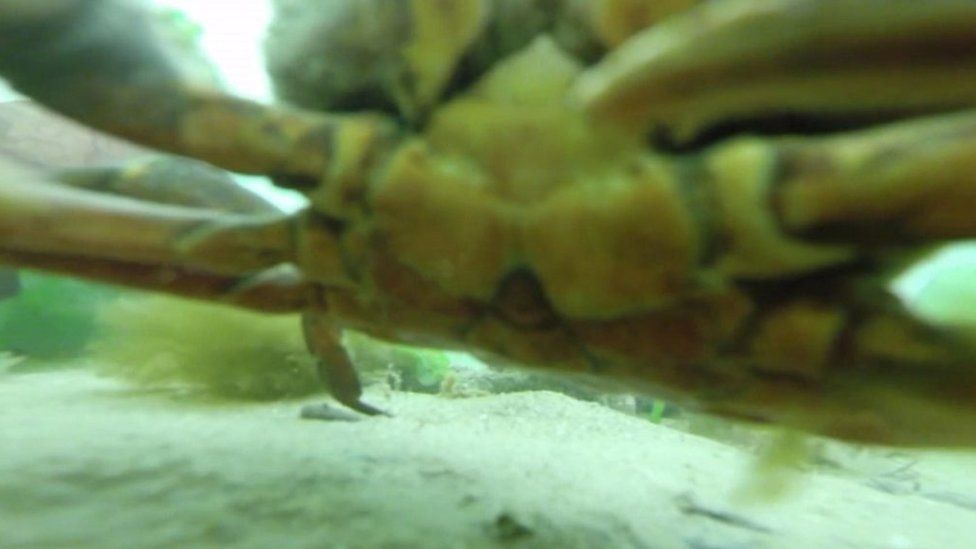 A crab filmed on a GoPro in the sea
