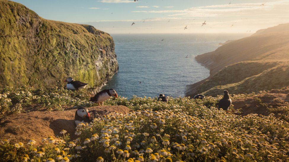 Puffins on Skomer