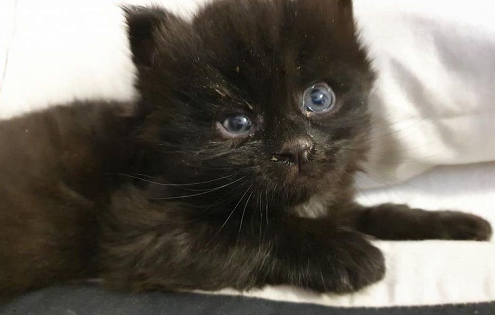 Coronavirus: Birmingham cat rescue reports 'kittens galore' - BBC News