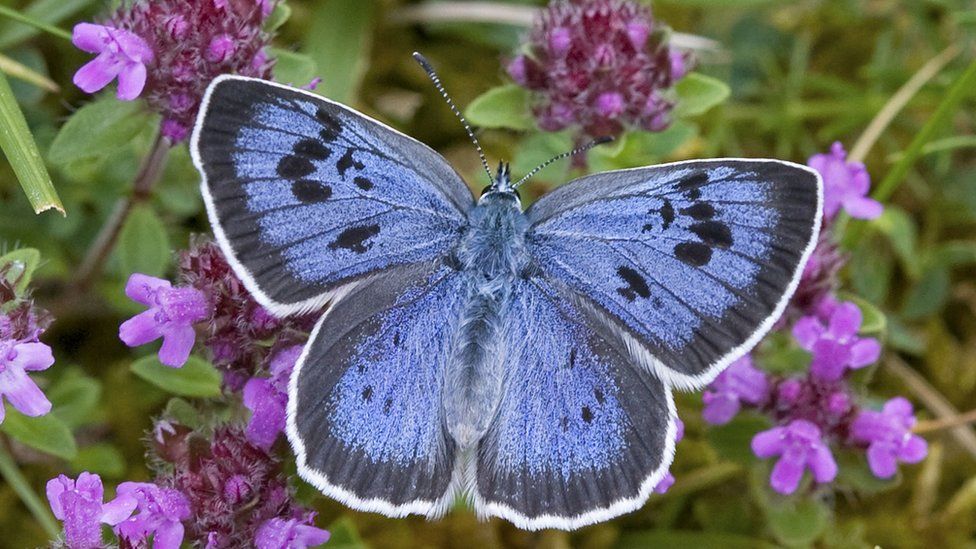 Large blue butterfly