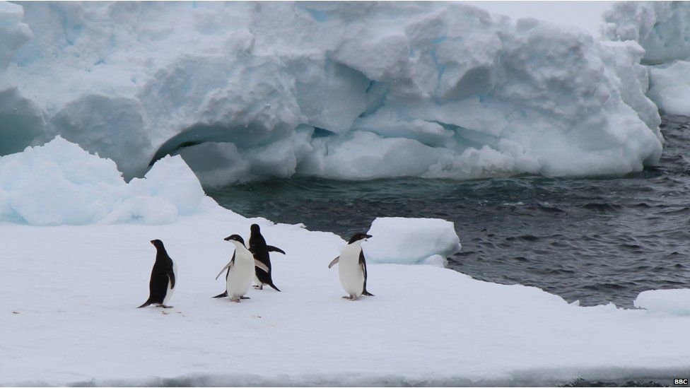 Four penguins on a large white ice berg. Choppy waters and another large iceberg in the background.