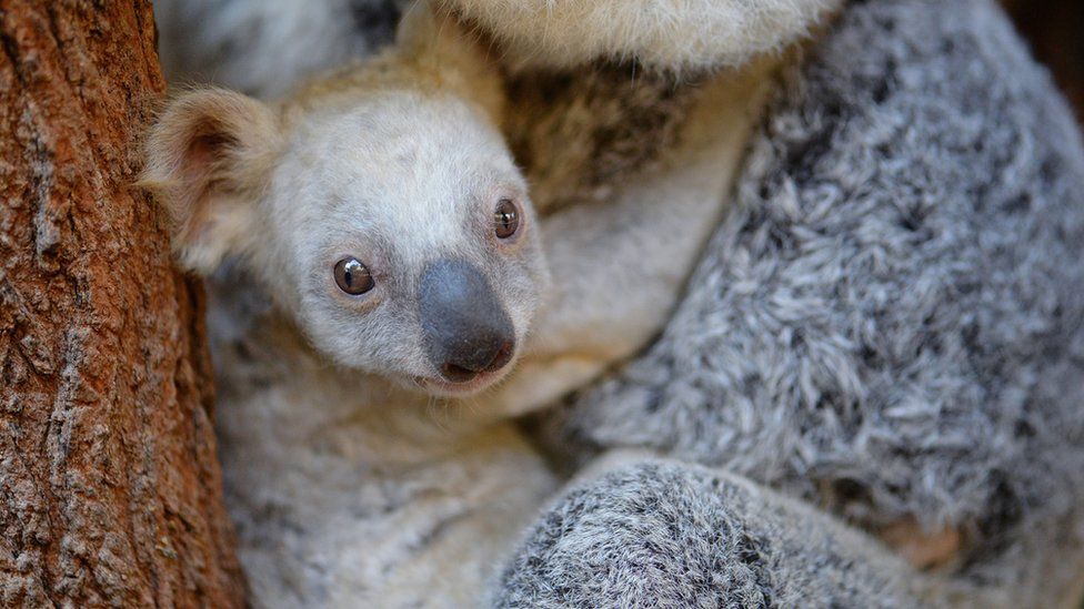 A rare white koala with its mother at Australia Zoo in Queensland