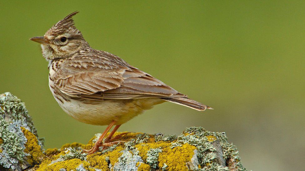 Generic image of a crested lark in the wild