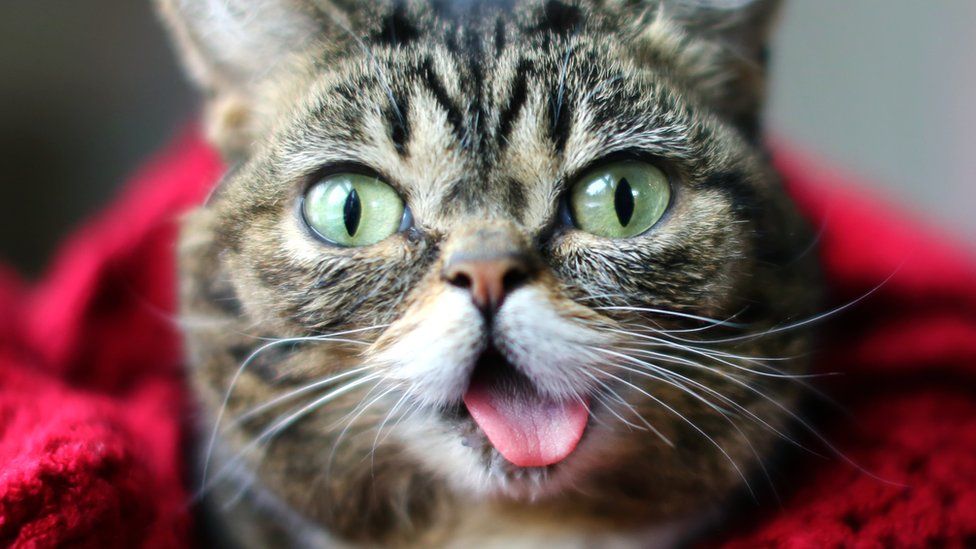 Close-up of Lil Bub face