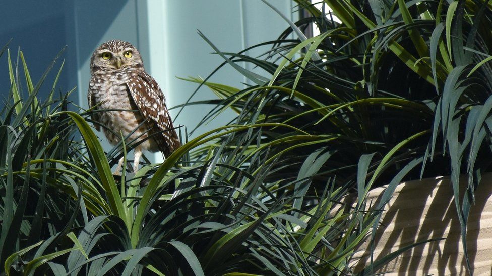 Burrowing owl hiding in bushes on a cruise ship