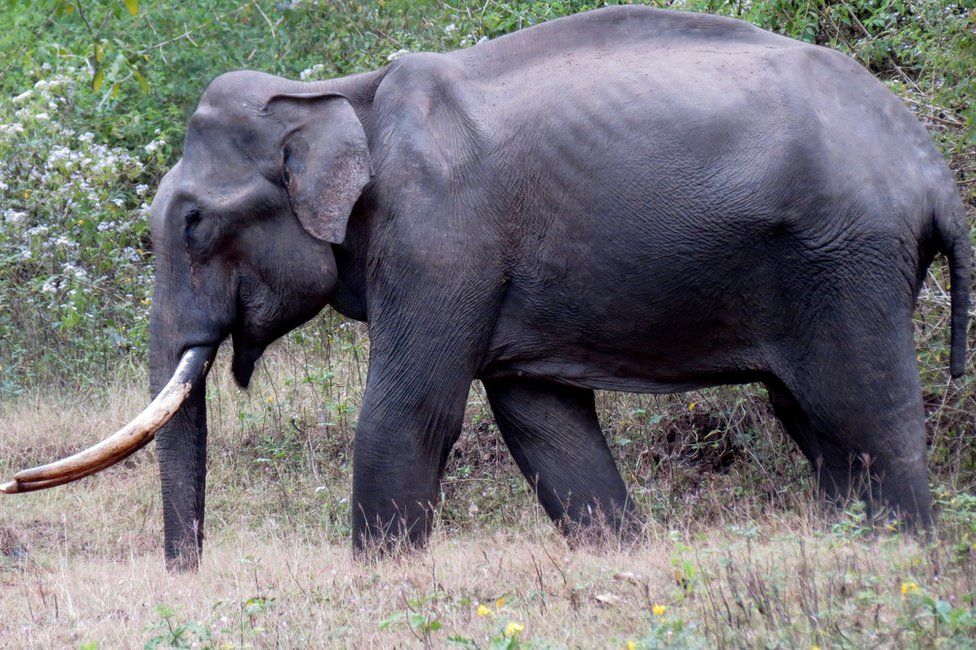 male elephant