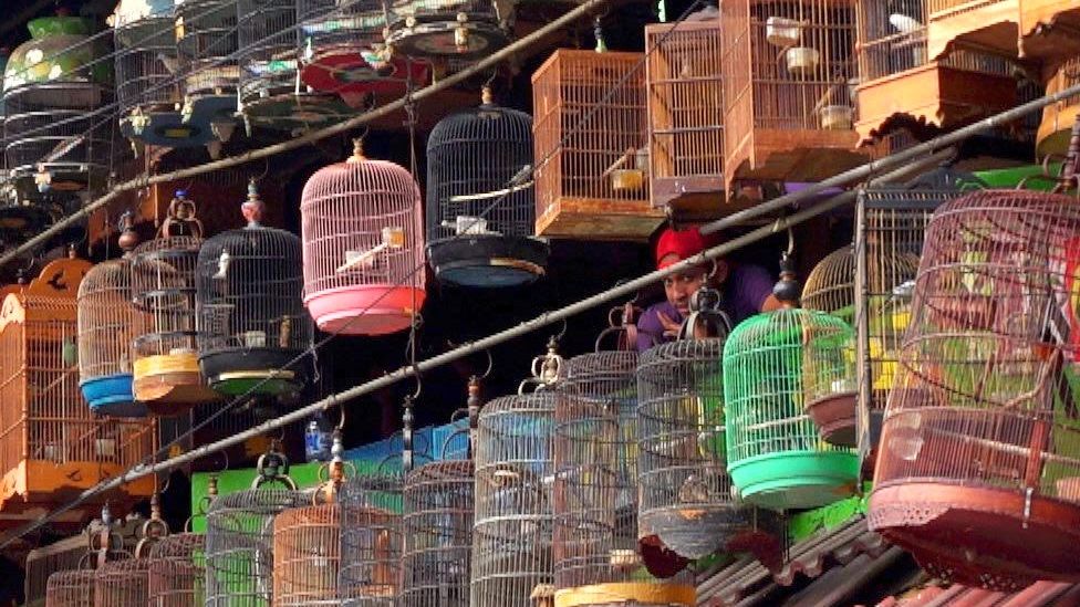 Three rows of colourful bird cages at a market in Jakarta, Indonesia