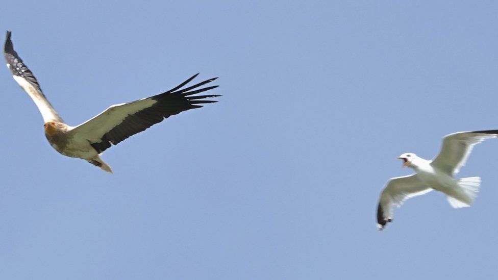 The Egyptian vulture in flight alongside a seagull