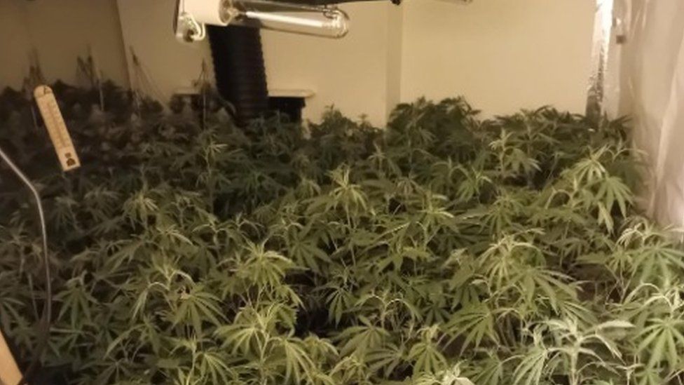 Cannabis farm in Harrogate