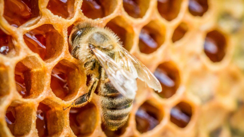 A bee with honeycomb