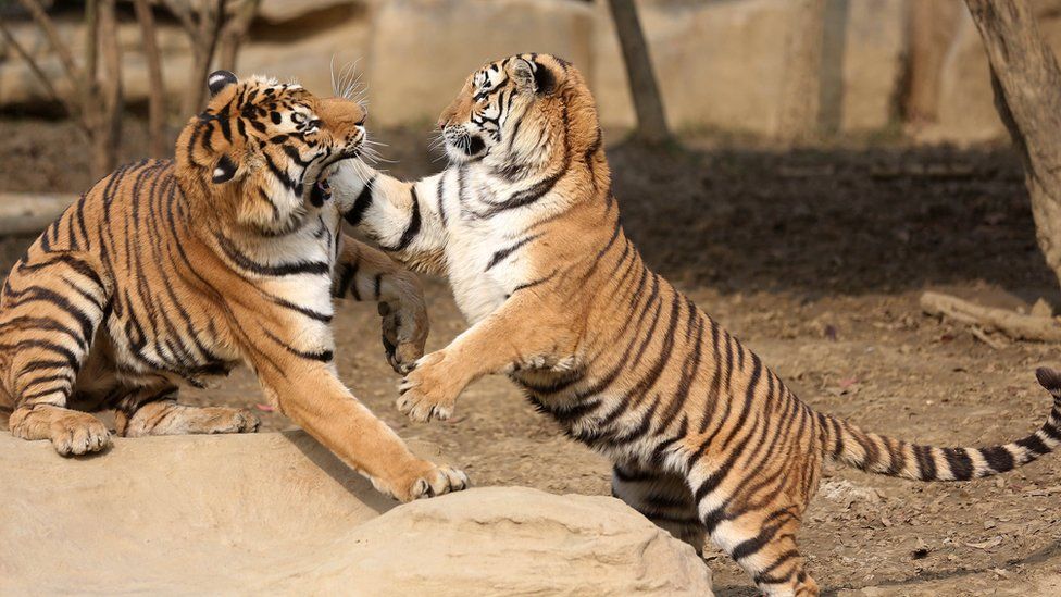 Two tigers play in an enclosure at the Yancheng Safari Park on 28 December 2015.