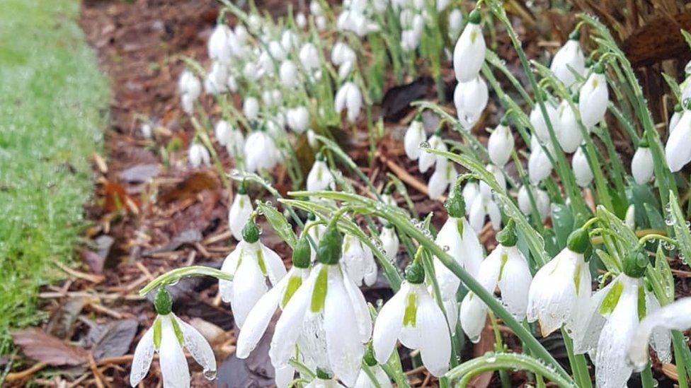 Covid 19 Dartmoor Snowdrop Festival Goes Online Bbc News