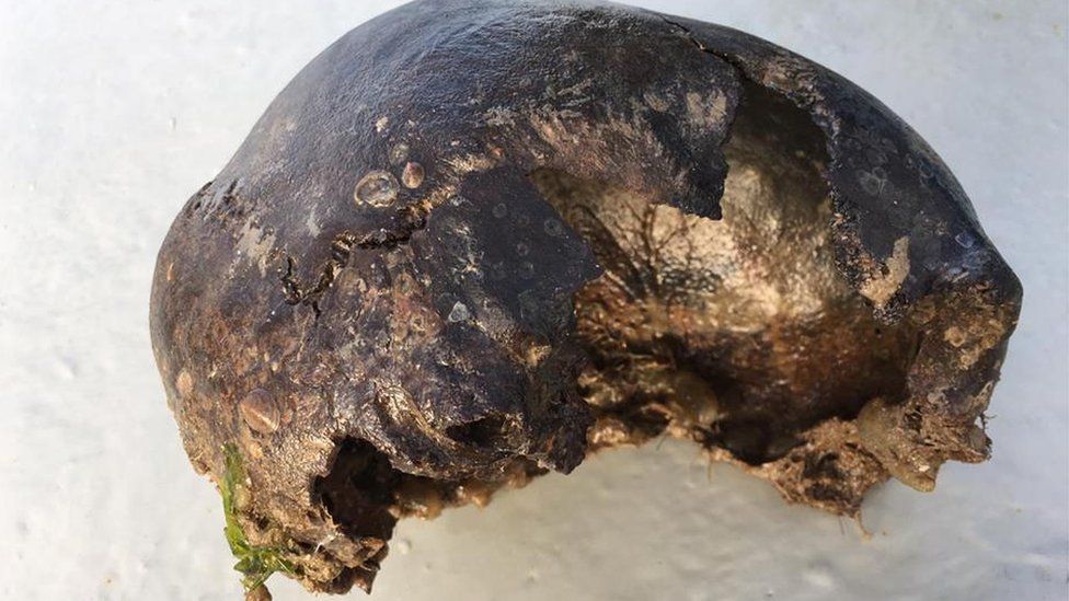 Bronze Age skull found off Mersea Island