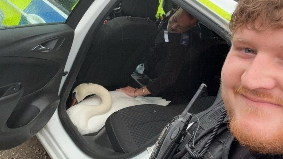 M1 Officers swoop to rescue stricken swan from motorway BBC News