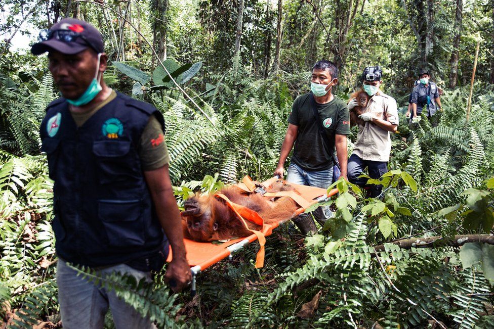 The SOCP team carry the sedated female and her baby out of the forest to the vehicles that will relocate them to a safe forest northern Sumatra