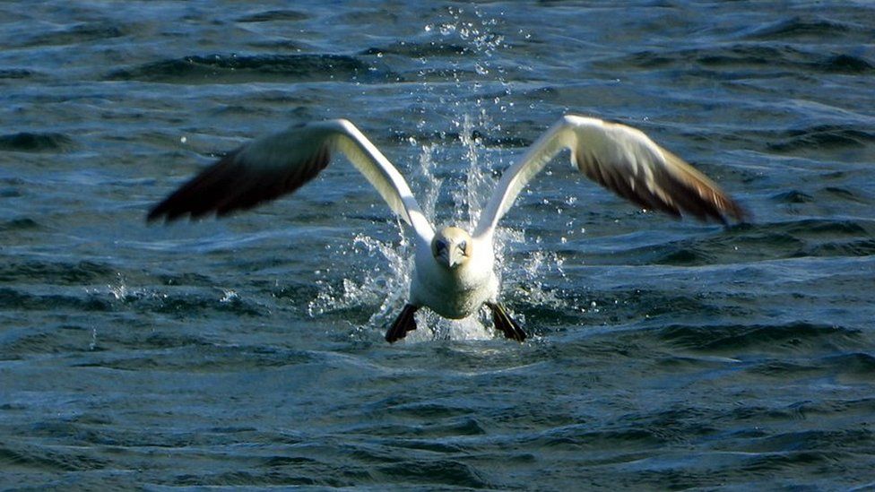 A gannet taking off after diving into Cable Bay Colonsay