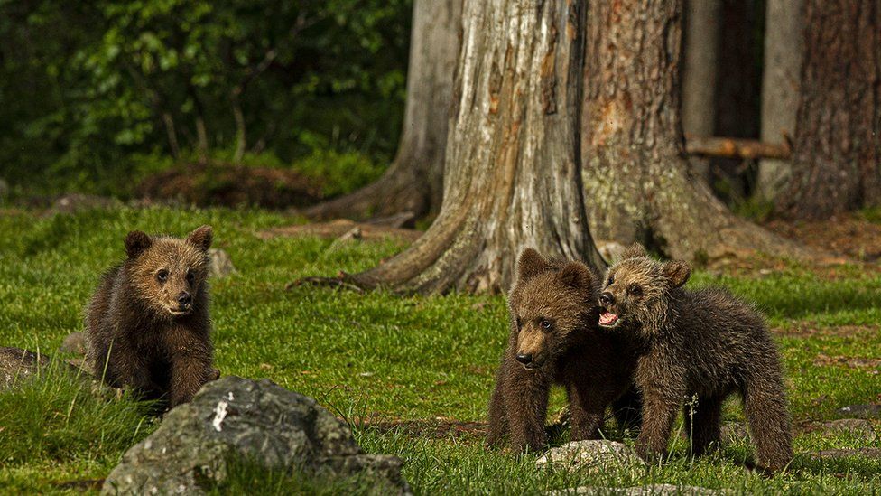 Three bear cubs in Finland