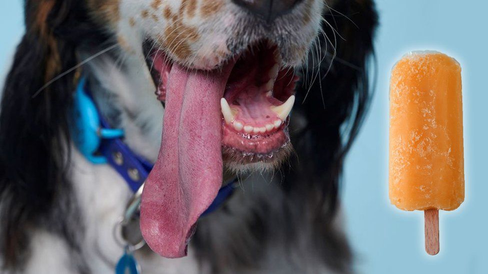 English setter claims world record for dog with the longest tongue - BBC Newsround English setter claims world record for dog with the longest tongue - BBC Newsround
