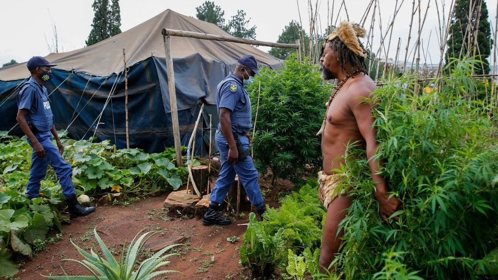 King Khoisan shielding cannabis plants from police