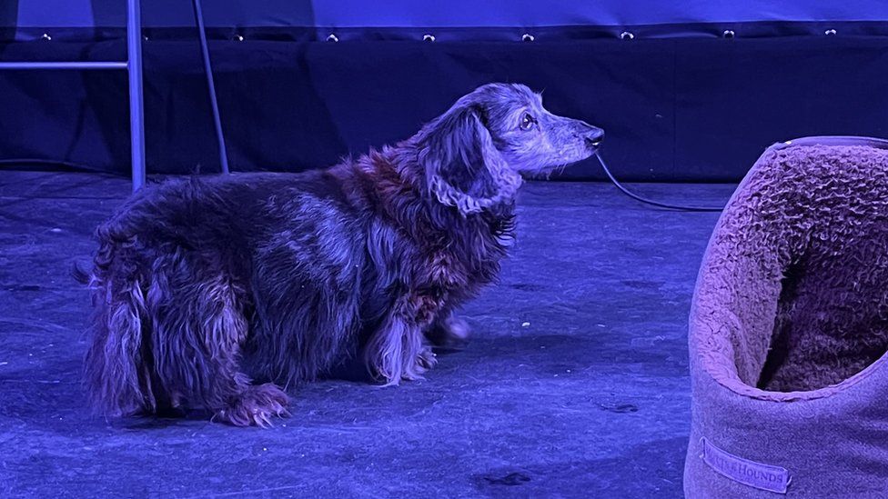Barney the dog on the theatre stage