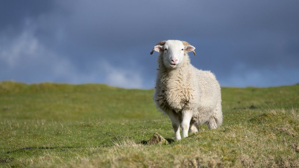 A happy sheep grazing