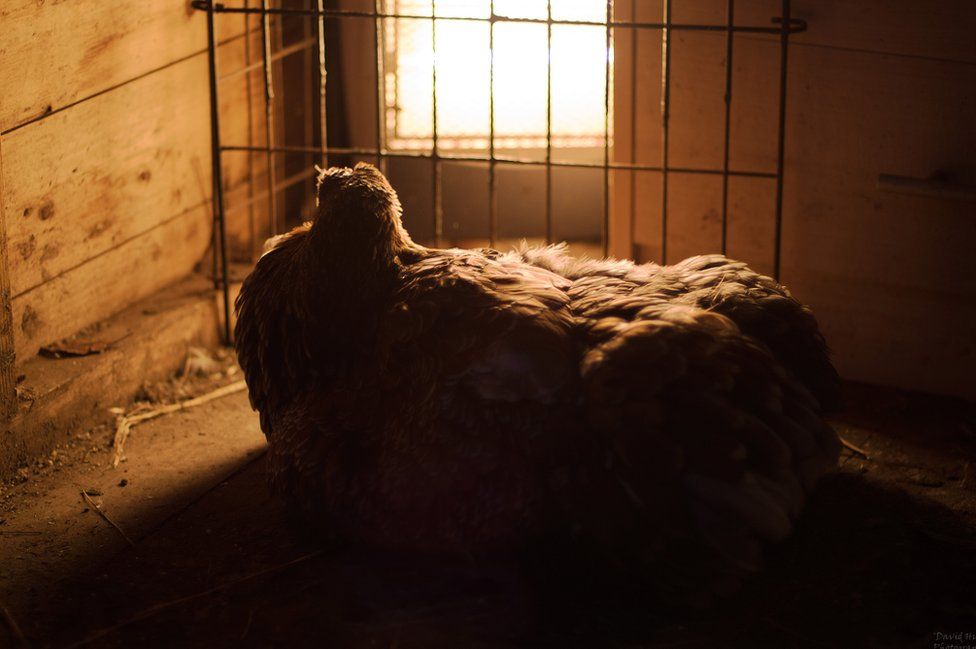 A hen sits by a heater to keep warm