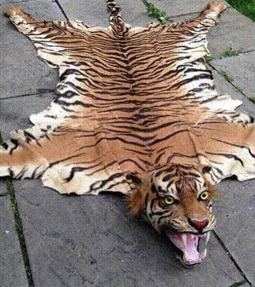 Extinct Tiger Skin Rugs On