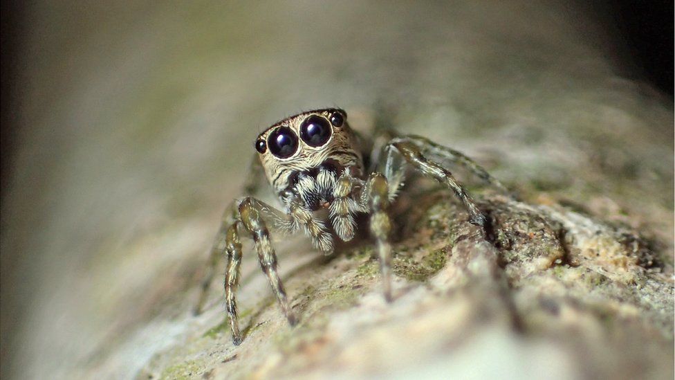 Female Guriurius minuano - the 50,000th spider species to be discovered