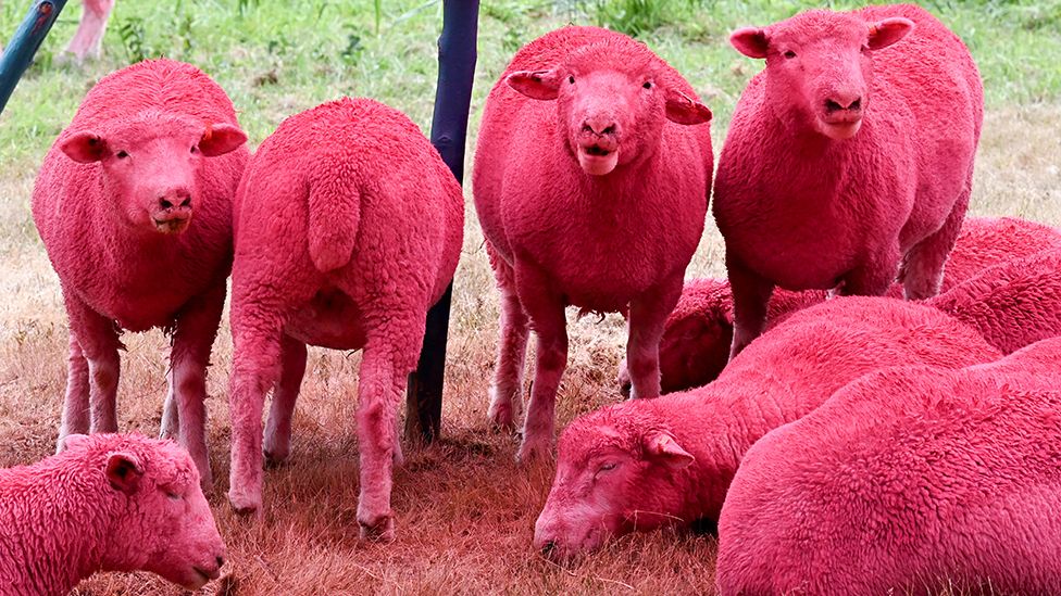 Latitude's pink sheep