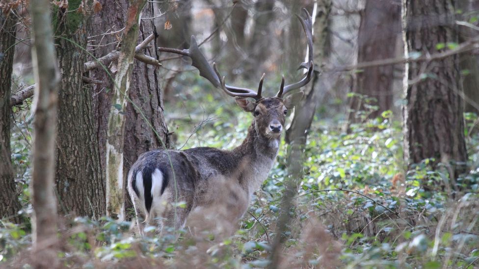 Buck in Wyre Forest