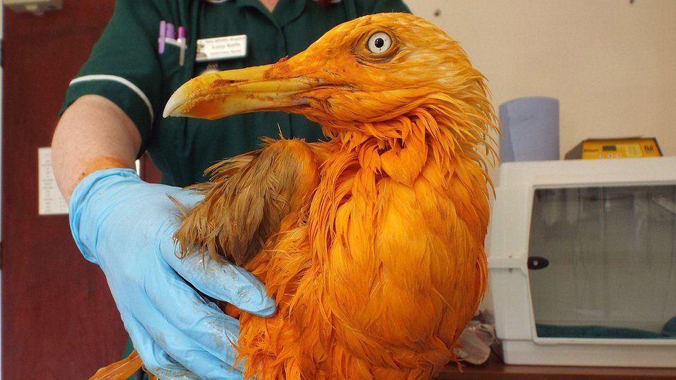 A seagull after it had fallen into the vat of chicken tikka masala