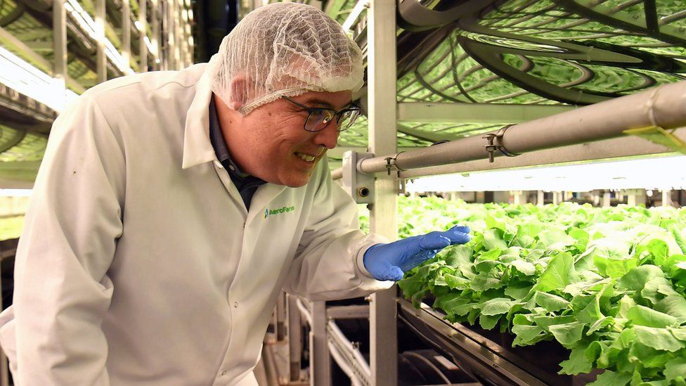 AeroFarms co-founder and chief marketing officer Marc Oshima looks at baby kale on February 19, 2019, in Newark, New Jersey.