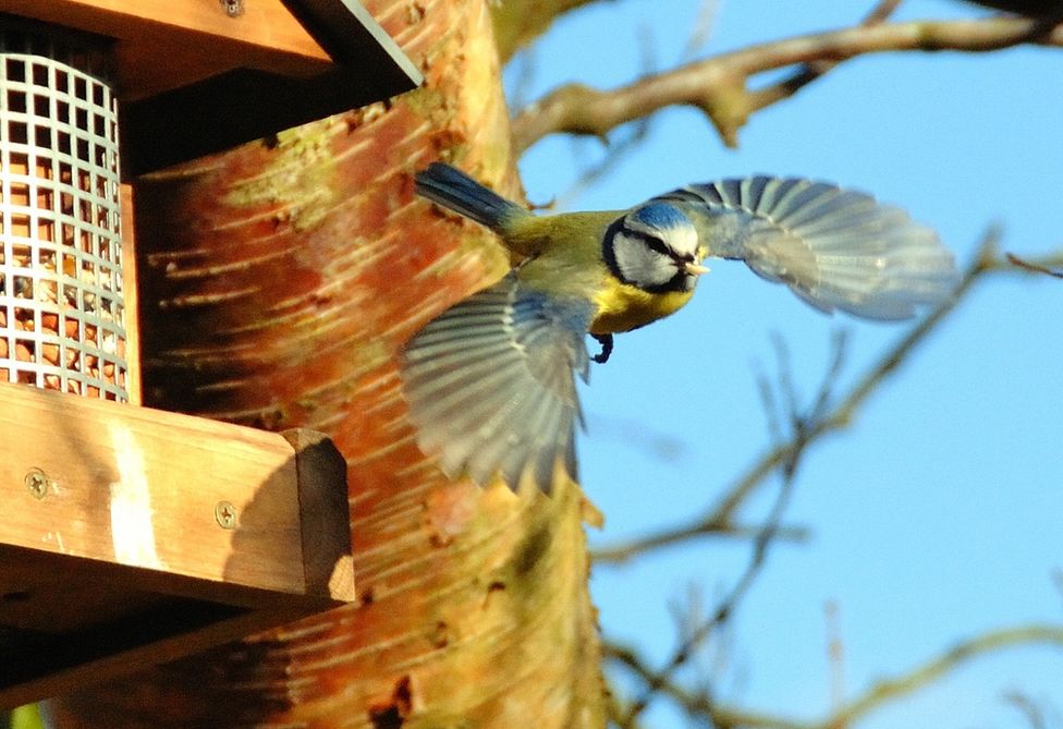 Your pictures: My Garden - BBC News