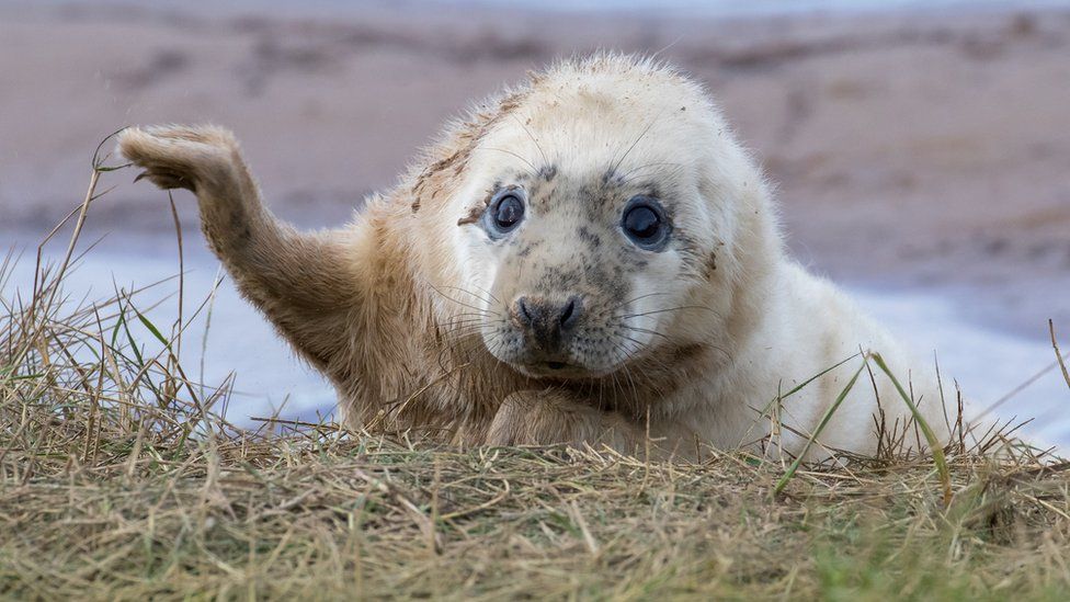 Seal pup at reserve