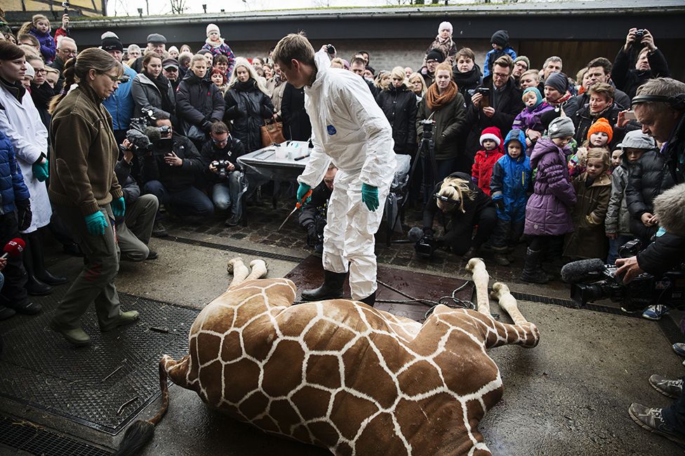 Children invited to watch a lion dissection in a Danish zoo - BBC News