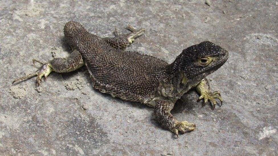 New lizard species discovered in Peruvian Andes - BBC News