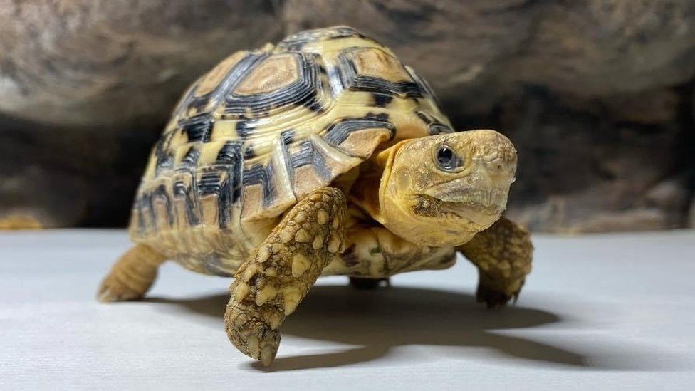 Simba, a leopard tortoise, is among the reptiles needing a new home