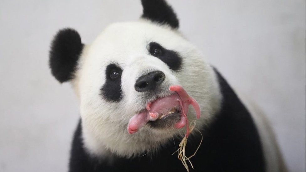 An undated handout image provided by Pairi Daiza on 2 June 2016 shows Giant Panda mother Hao Hao holding her newborn cub in her mouth at the Pairi Daiza zoo in Brugelette,