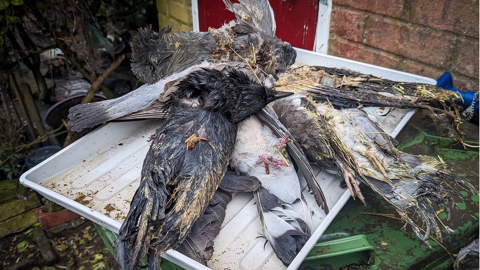 a pile of death birds on a bin lid
