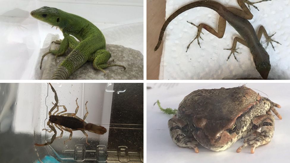 Creatures to have been accidentally smuggled into UK