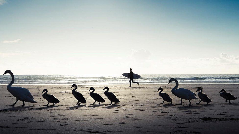 Swan family on Perranporth beach