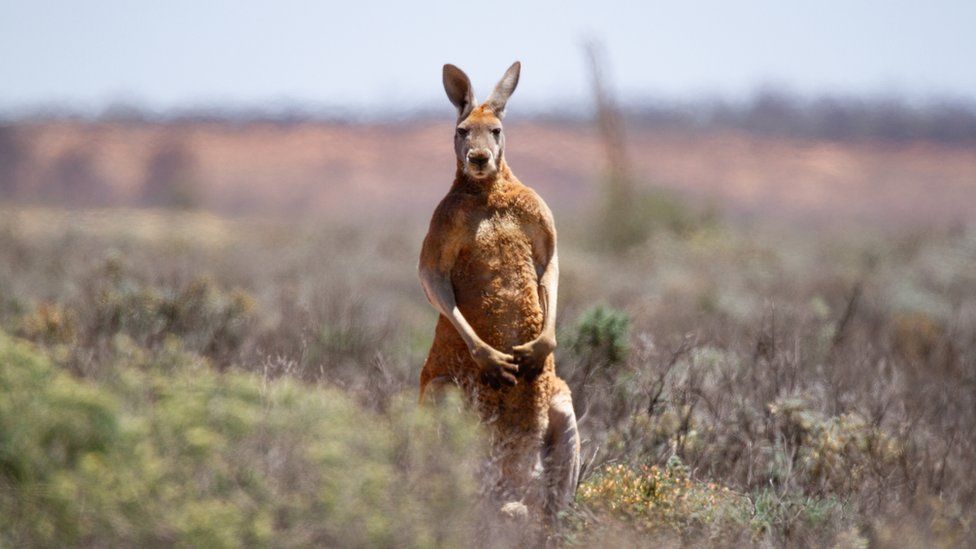 Kangaroo